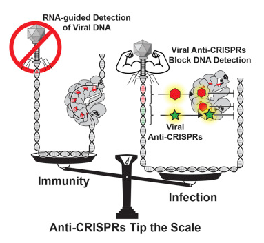 Cell：CRISPR“关闭开关”如何起作用