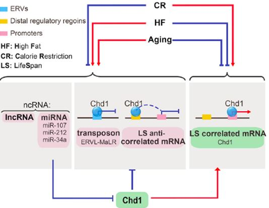 上海生科院科研人员揭示非编码 RNA 和转座子在长寿中的作用机制