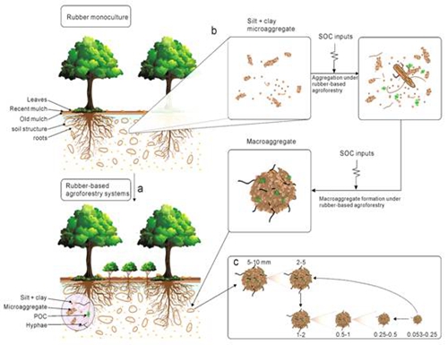版纳植物园揭示复合橡胶林土壤团聚体的形成机制