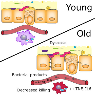 Cell子刊：肠道菌群失衡和衰老如何相互加剧？