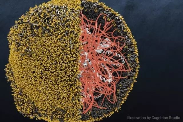 这绝对是未来基因转导的黑科技：纳米颗粒让CAR-T细胞直接在体内产生