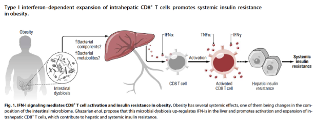 肠道细菌激活 T 淋巴细胞引起脂肪肝