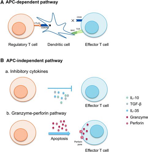 Hum Gene Ther：T细胞激活及衰竭在AAV基因治疗中的角色？