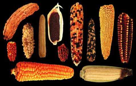 玉米基因组更详细图谱出炉，研究预示玉米仍有巨大发展空间