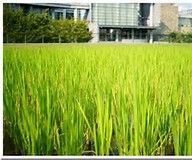 遗传发育所水稻新品种中科902通过审定