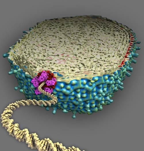 浙大科学家研究分子马达 解释病毒为何能稳定复制