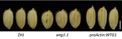 遗传发育所等在水稻籽粒大小调控研究中取得进展