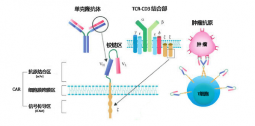 上海斯丹赛生物技术有限公司进军细胞免疫领域热潮