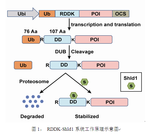 微生物所开发的RDDK-Shld1系统在水稻和小麦中获得成功应用