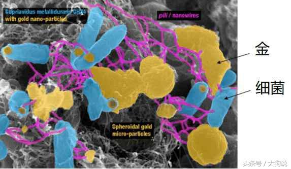 科学家最新发现：这种细菌能够制造出24克拉，99.9%的纯金！