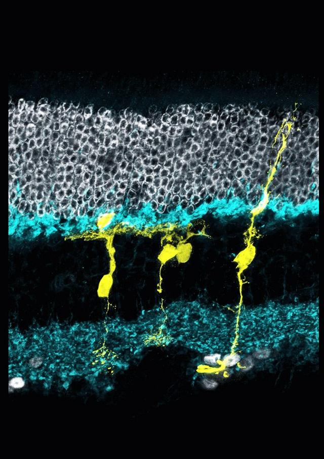 科学家成功地让成年小鼠的视网膜再生