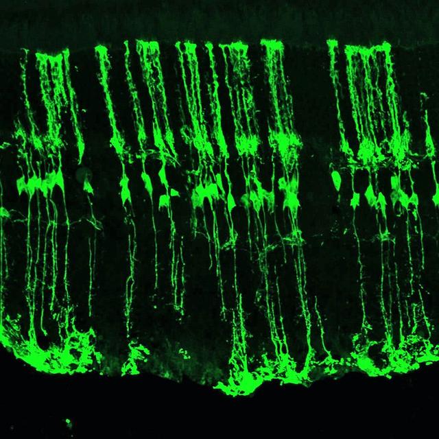 科学家成功地让成年小鼠的视网膜再生