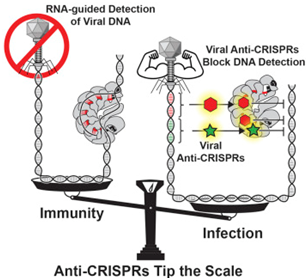 与CRISPR/Cas系统相爱相杀的抗CRISPR蛋白研究最新进展