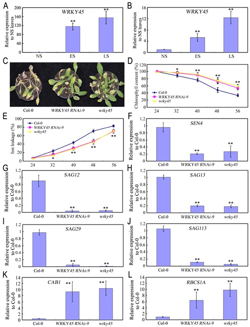 版纳植物园揭示WRKY蛋白通过赤霉素途径调控植物衰老进程
