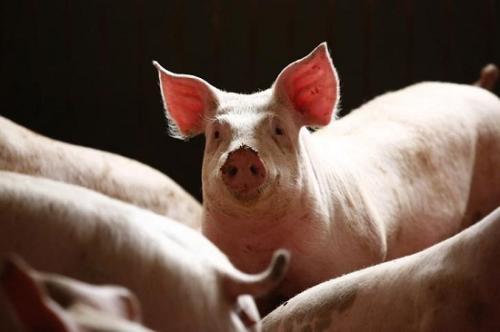 “异种移植”：日本研究将猪胰岛细胞移植到人体