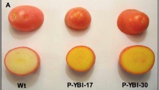 golden-potato-1.jpg