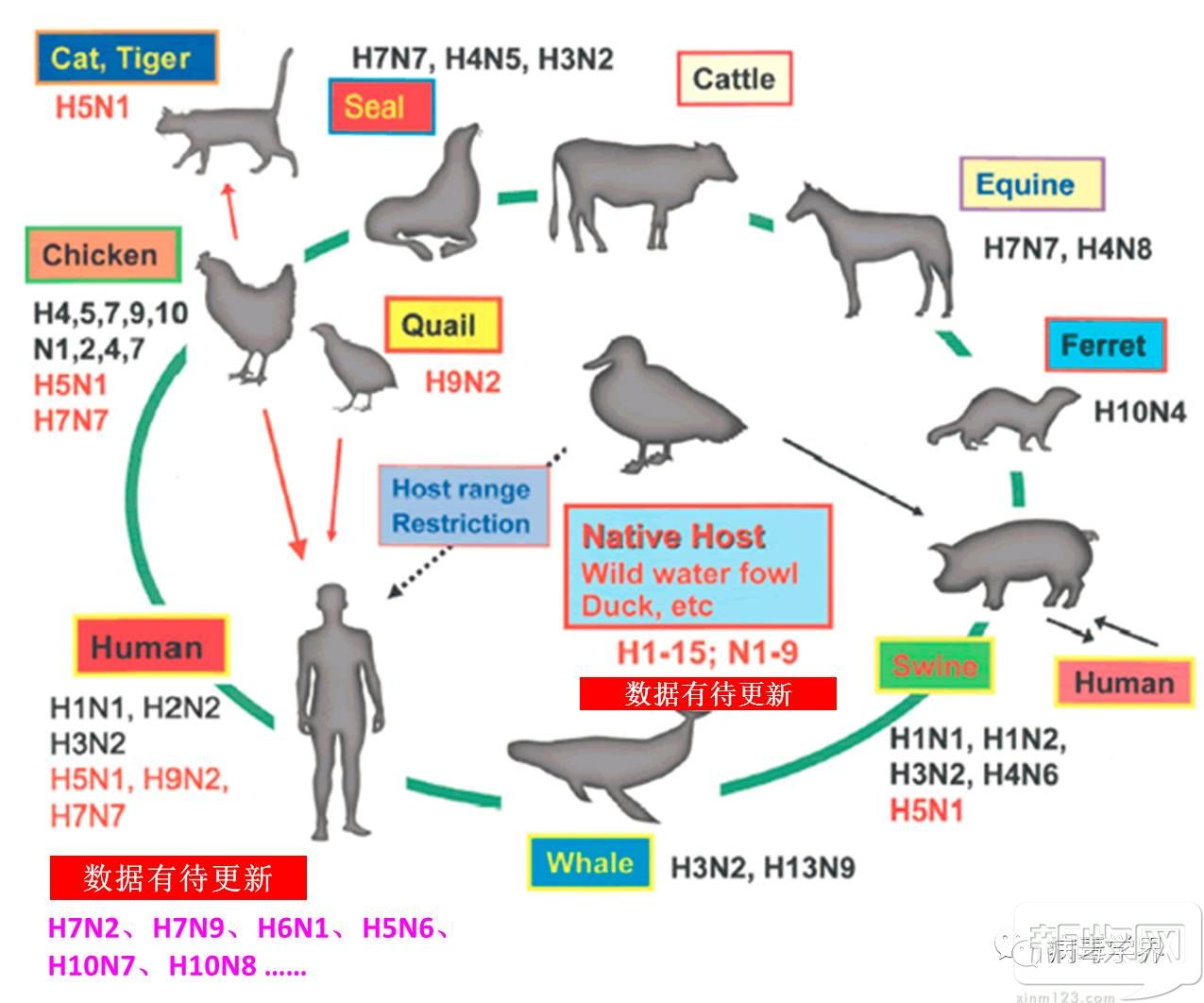 禽流感又发生变异:内地首次从鸡分离出H9N6病毒