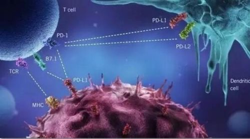 肺癌帮:PD-1联合化疗治疗非小细胞肺癌晚期,生存期有望翻倍