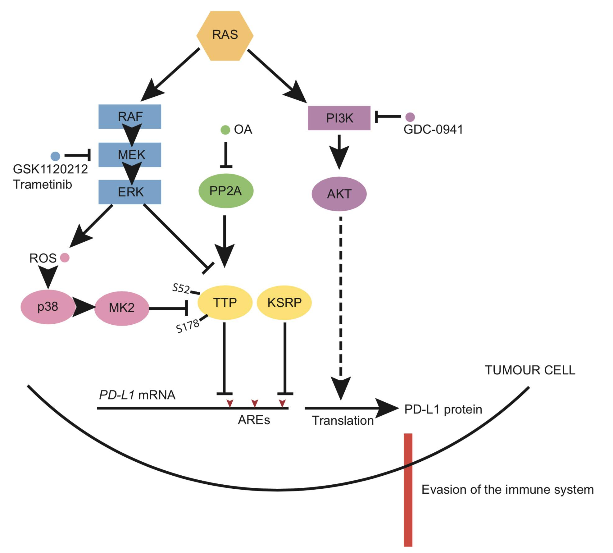 《细胞》子刊:癌基因RAS使癌细胞躲过T细胞的途径得证
