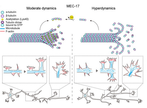 上海生科院揭示α-微管蛋白乙酰化修饰调控神经元轴突分支的分子机制