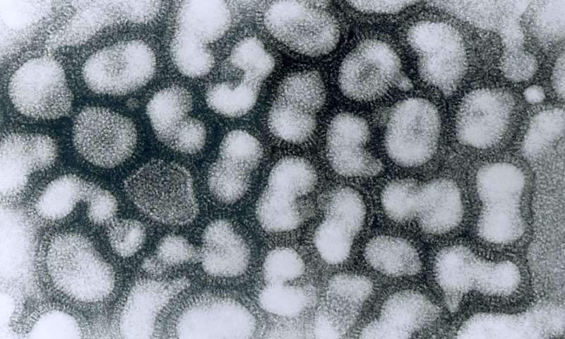 Sci Rep：不只健胃整肠！乳酸菌还能预防甲型流感病毒 中国科学网www.minimouse.com.cn