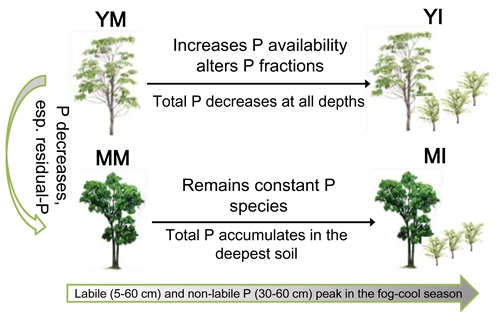 版纳植物园揭示胶林复合生态系统土壤磷组分动态特征