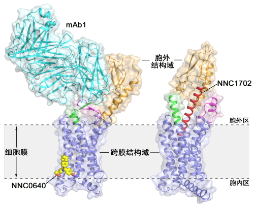 胰高血糖素受体晶体结构揭示B型GPCR信号转导机制