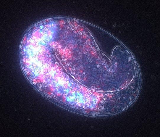 科学家以基因完全相同的秀丽隐杆线虫（学名：Caenorhabditis elegans）作为实验材料，对母亲年龄对后代生理特征的影响等问题进行了研究。