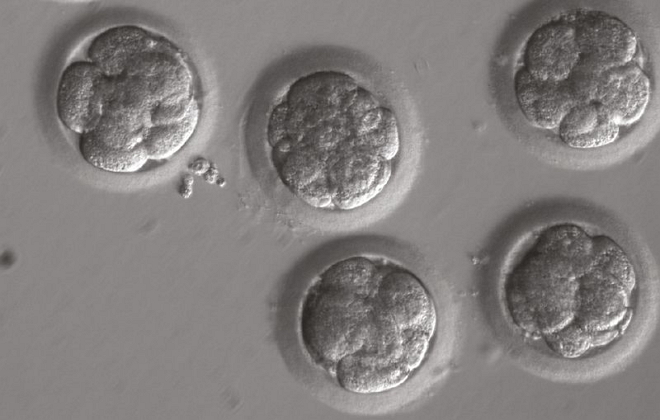 时隔一年，Nature再关注：CRISPR能否修复人类胚胎中的基因突变？