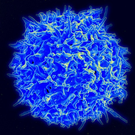 PNAS：抑制这2个蛋白，可强化T细胞抗肿瘤和抗感染