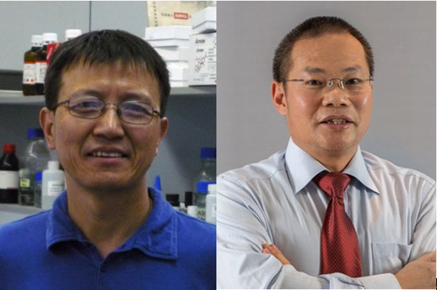 重磅！中国科学家利用CRISPR技术成功修复人类胚胎中的基因突变