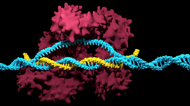 “最小版”Cas9！Science报道：新研究有望解决传统CRISPR“太大”问题