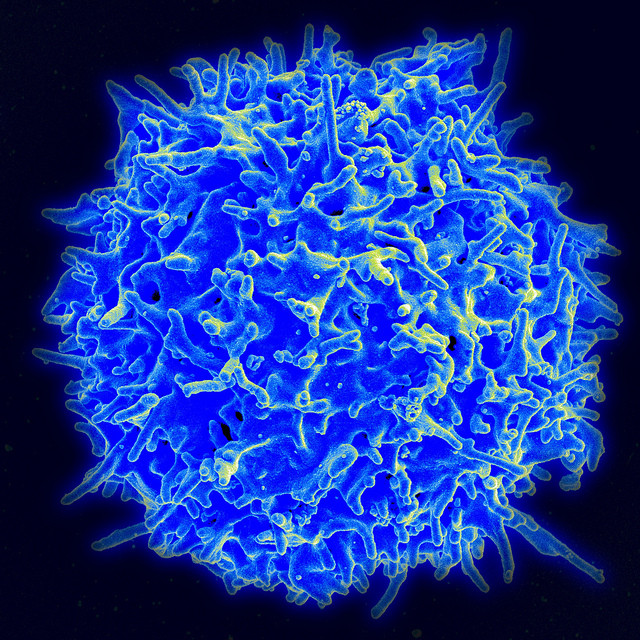 Science子刊：无需葡萄糖，疫苗诱导的T细胞可快速分裂