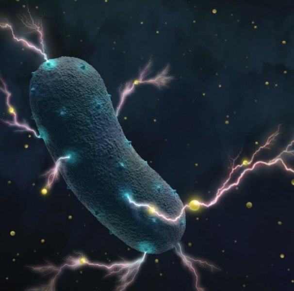 新奇！Nature揭示肠道菌能够“发电”的秘密技能
