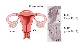 大数据揭示子宫内膜成熟新机制，或改善未来不孕不育的治疗