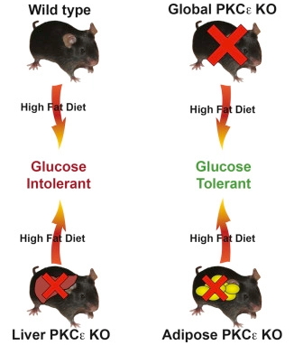 意外！肥胖易增加糖尿病风险，背后有个关键分子