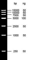DL15kb DNA Marker