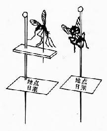 第四节　寄生虫标本的保存