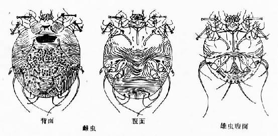 第五节　疥螨