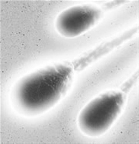 科技时代_人造精子首次成功培育生命 有望解决男性不育