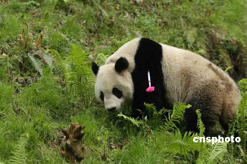 中国首只放归野外的圈养大熊猫成功建立领地