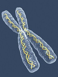 科技时代_1500万年后人类Y染色体可能消亡诞生新人种