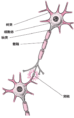 科技时代_中科院科学家揭示神经细胞长相之谜(图)
