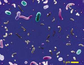 科技时代_喝一口海水相当于吞下1000种微生物(图)