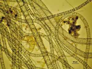 喝一口海水相当于吞下1000种微生物(图)