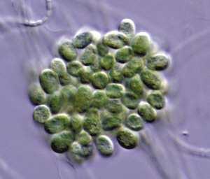 喝一口海水相当于吞下1000种微生物(图)