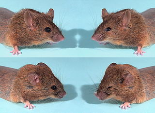 Scientists Reverse Evolution, Reconstruct Ancient Gene
