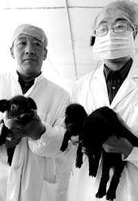 科技时代_首例成体体细胞克隆猪诞生