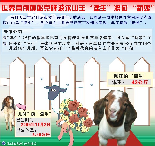 图表：世界首例胚胎克隆波尔山羊将做“新娘”