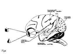 Bennett fig. 4